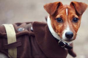 Bekleidung hundebesitzer - Die preiswertesten Bekleidung hundebesitzer im Überblick